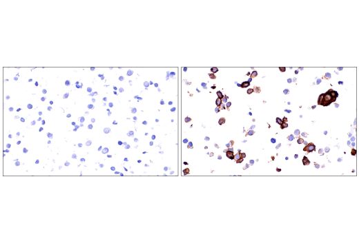 Immunohistochemistry Image 7: Crry (E9F1S) Rabbit mAb