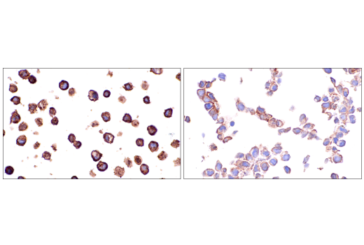 Immunohistochemistry Image 6: Crry (E9F1S) Rabbit mAb