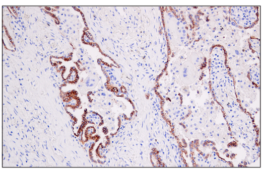 Immunohistochemistry Image 2: AQP4 (D1F8E) XP® Rabbit mAb