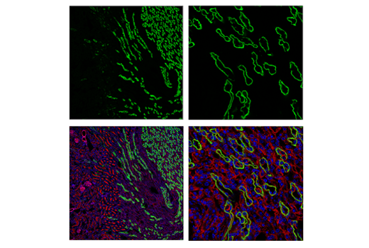  Image 46: Astrocyte Markers Antibody Sampler Kit