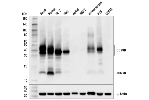 Western Blotting Image 1: CD79B (D7V2F) Rabbit mAb (BSA and Azide Free)