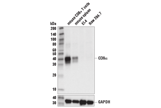 Western Blotting Image 1: CD8α (D4W2Z) XP® Rabbit mAb (BSA and Azide Free)