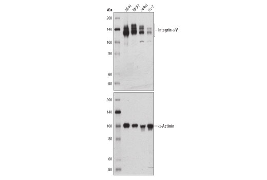 Western Blotting Image 1: Integrin αV (D2N5H) Rabbit mAb