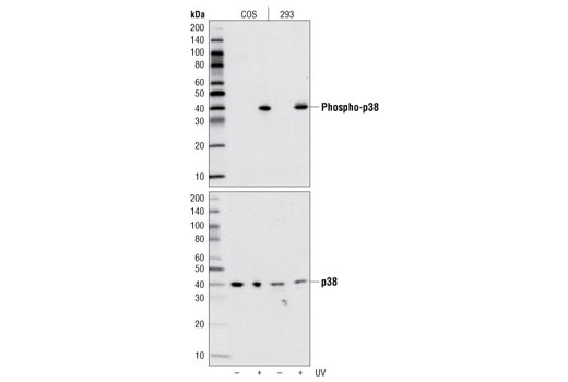 Western Blotting Image 1: Phospho-p38 MAPK (Thr180/Tyr182) (D3F9) XP® Rabbit mAb (BSA and Azide Free)