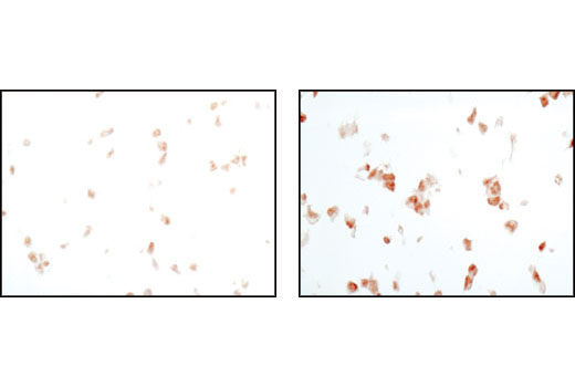 Immunohistochemistry Image 2: Phospho-p38 MAPK (Thr180/Tyr182) (D3F9) XP® Rabbit mAb (BSA and Azide Free)