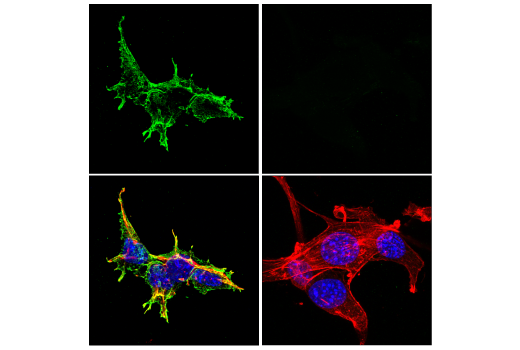 Immunofluorescence Image 1: CD15/SSEA1 (MC480) Mouse mAb (Alexa Fluor® 488 Conjugate)