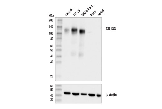 Western Blotting Image 1: CD133 (D2V8Q) XP® Rabbit mAb