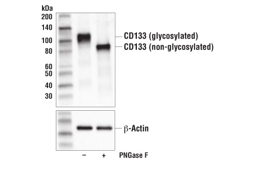 Western Blotting Image 2: CD133 (D2V8Q) XP® Rabbit mAb