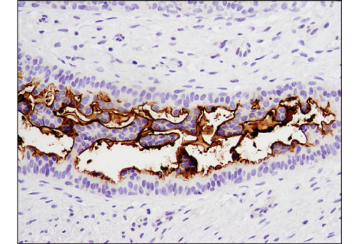 Immunohistochemistry Image 2: CD133 (D2V8Q) XP® Rabbit mAb