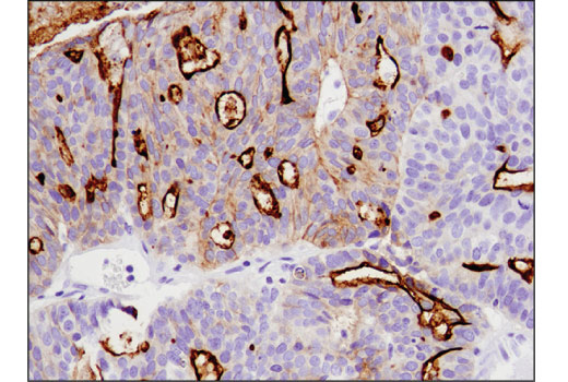 Immunohistochemistry Image 5: CD133 (D2V8Q) XP® Rabbit mAb