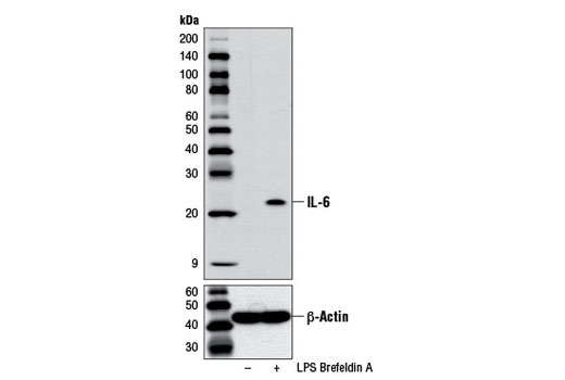 Western Blotting Image 1: IL-6 (D5W4V) XP® Rabbit mAb (BSA and Azide Free)