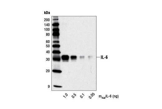 Western Blotting Image 2: IL-6 (D5W4V) XP® Rabbit mAb (BSA and Azide Free)