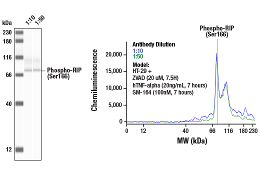  Image 2: Apoptosis/Necroptosis Antibody Sampler Kit