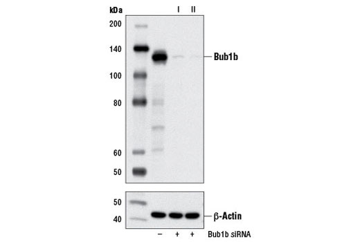  Image 1: SignalSilence® Bub1b siRNA I