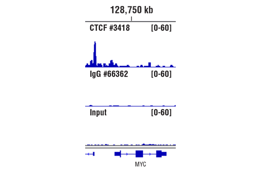 CUT and RUN Image 1: Rabbit (DA1E) mAb IgG XP® Isotype Control (CUTRUN)