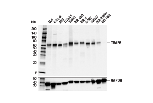  Image 13: MAVS Signalosome Antibody Sampler Kit