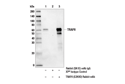  Image 10: Myddosome Complex Antibody Sampler Kit