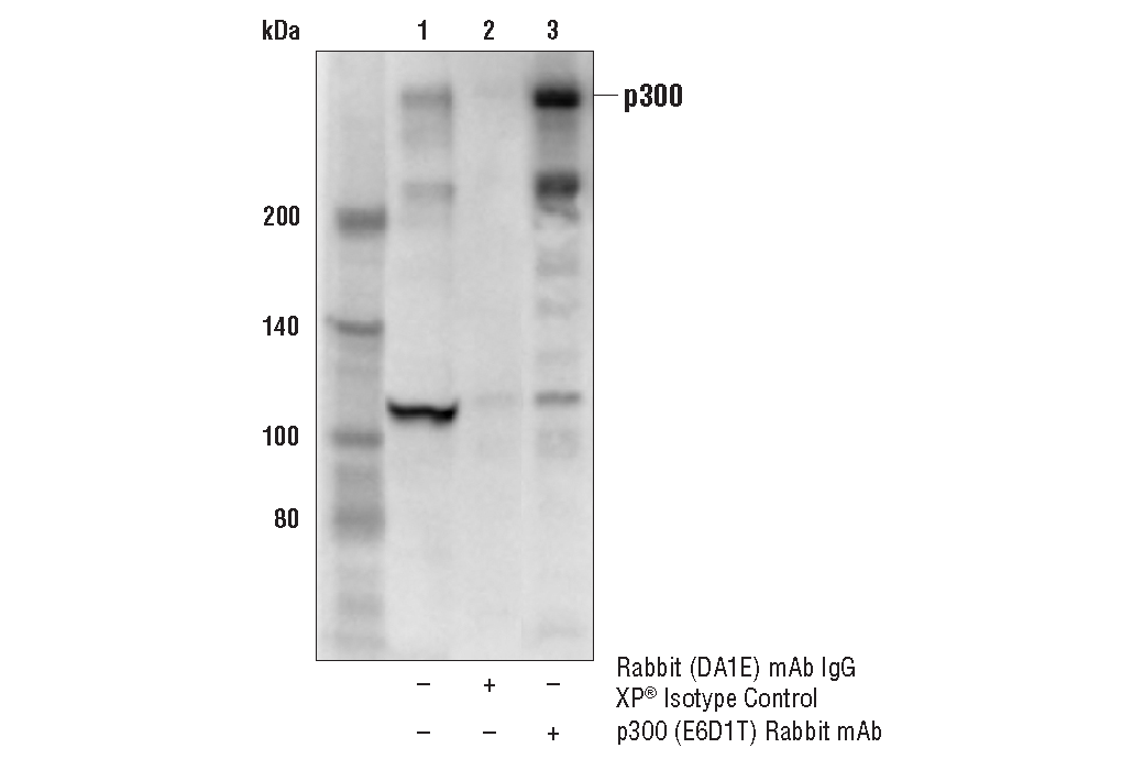 Immunoprecipitation Image 2: p300 (E6D1T) Rabbit mAb