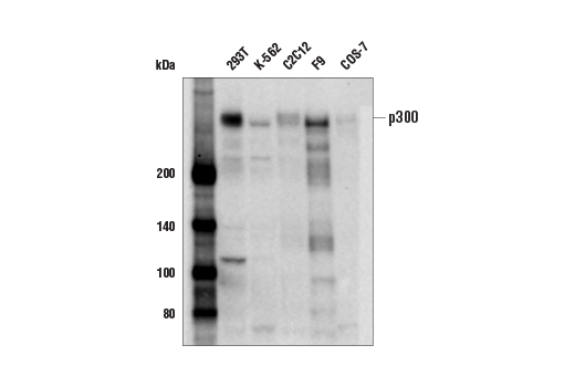 Western Blotting Image 2: p300 (E6D1T) Rabbit mAb