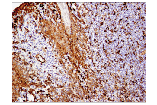 Immunohistochemistry Image 7: STING (D2P2F) Rabbit mAb (BSA and Azide Free)