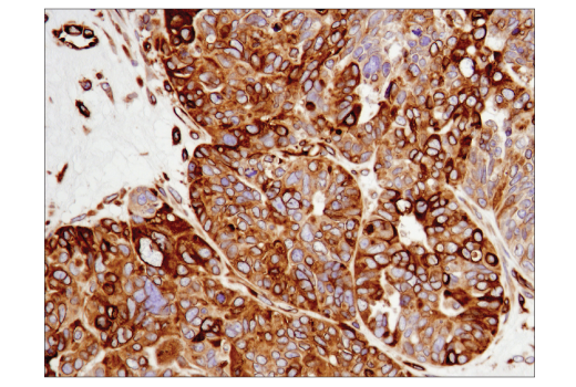 Immunohistochemistry Image 5: STING (D2P2F) Rabbit mAb (BSA and Azide Free)