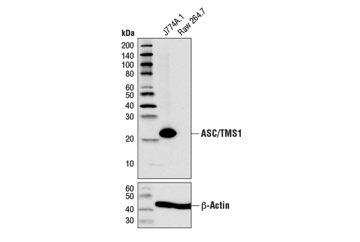  Image 10: Microglia LPS-Related Module Antibody Sampler Kit
