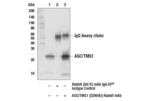  Image 20: Microglia LPS-Related Module Antibody Sampler Kit