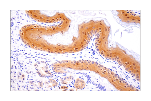  Image 35: Microglia LPS-Related Module Antibody Sampler Kit
