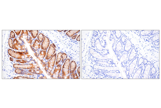 Immunohistochemistry Image 4: ASC/TMS1 (D2W8U) Rabbit mAb (BSA and Azide Free)