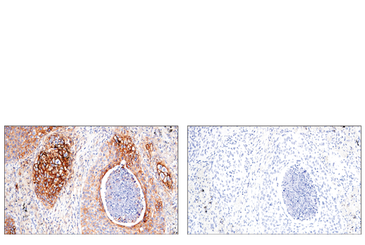  Image 29: Exosomal Marker Antibody Sampler Kit