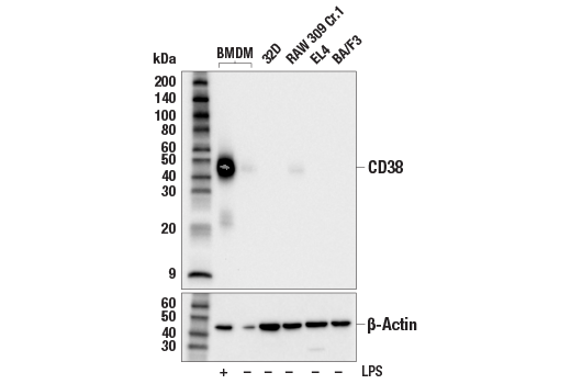 Western Blotting Image 1: CD38 (E9F5A) XP® Rabbit mAb