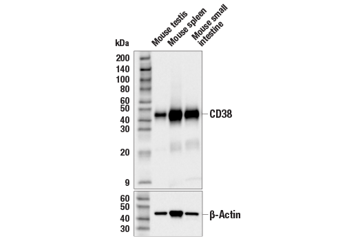 Western Blotting Image 2: CD38 (E9F5A) XP® Rabbit mAb