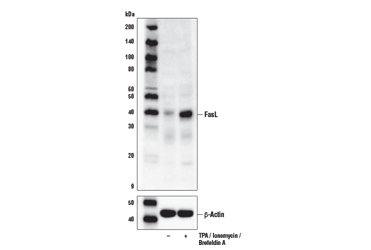 Western Blotting Image 1: FasL (D1N5E) Rabbit mAb