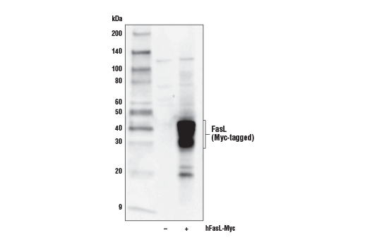 Western Blotting Image 2: FasL (D1N5E) Rabbit mAb