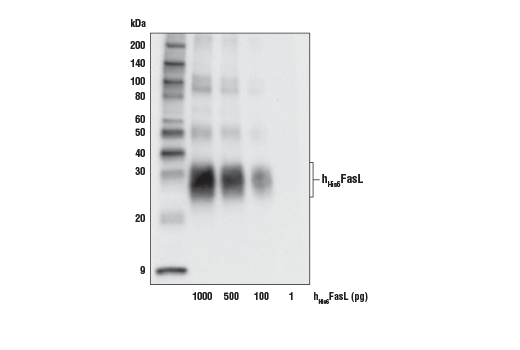 Western Blotting Image 3: FasL (D1N5E) Rabbit mAb