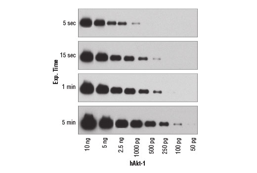 Western Blotting Image 1: SignalFire™ ECL Reagent