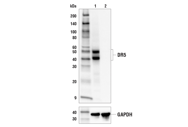 Western Blotting Image 1: DR5 (E9D7D) Rabbit mAb