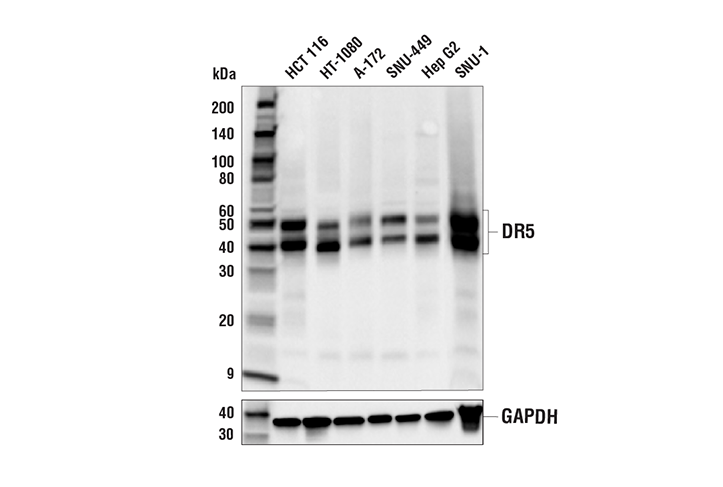 Western Blotting Image 2: DR5 (E9D7D) Rabbit mAb