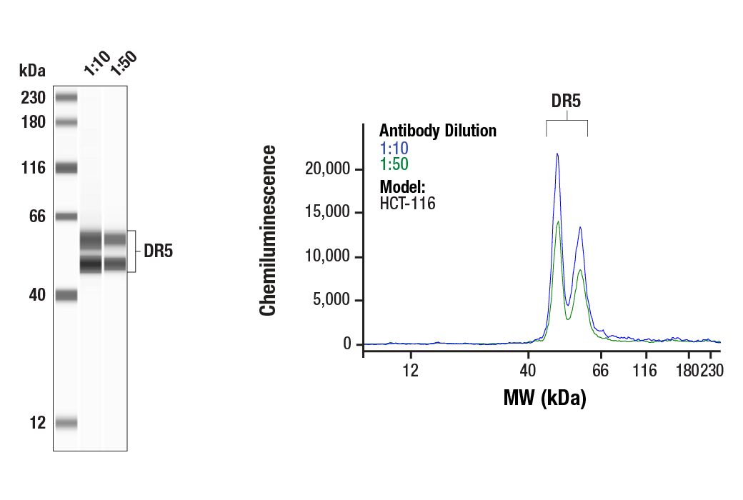 Western Blotting Image 3: DR5 (E9D7D) Rabbit mAb