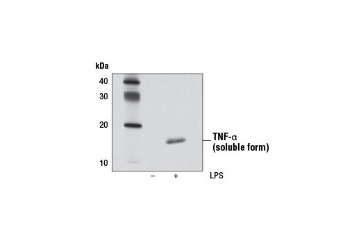  Image 7: Senescence Marker Antibody Sampler Kit