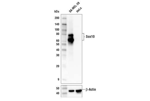 Western Blotting Image 1: Sox10 (E6B6I) XP® Rabbit mAb