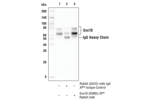 Immunoprecipitation Image 1: Sox10 (E6B6I) XP® Rabbit mAb