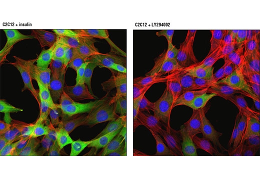 Immunofluorescence Image 1: Phospho-NDRG1 (Thr346) (D98G11) XP® Rabbit mAb (Alexa Fluor® 488 Conjugate)