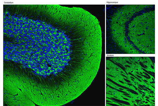 Immunofluorescence Image 1: α-Synuclein (D37A6) Rabbit mAb (BSA and Azide Free)