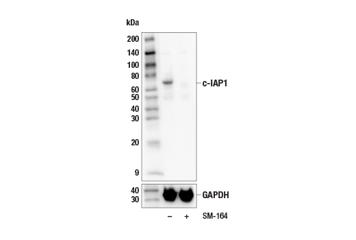 Western Blotting Image 2: c-IAP1 (E6R2S) Rabbit mAb