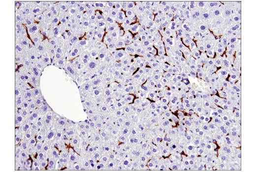 Immunohistochemistry Image 1: F4/80 (D2S9R) XP® Rabbit mAb