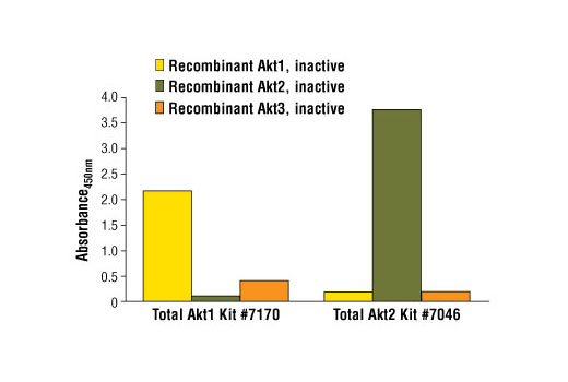  Image 2: PathScan® Total Akt2 Sandwich ELISA Kit