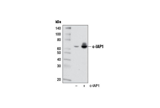 Western Blotting Image 2: c-IAP1 (D5G9) Rabbit mAb