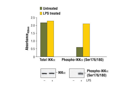  Image 1: PathScan® Phospho-IKKα (Ser176/180) Sandwich ELISA Kit