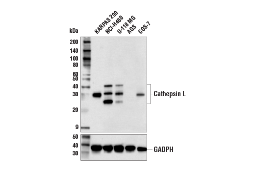  Image 10: SARS-CoV-2 Virus-Host Interaction Antibody Sampler Kit